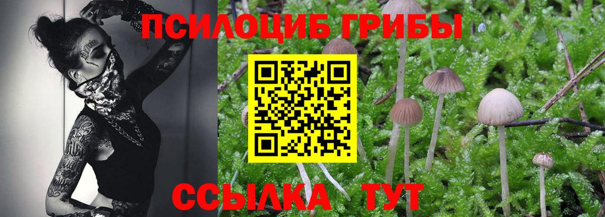 Галлюциногенные грибы Psilocybine cubensis Рузаевка
